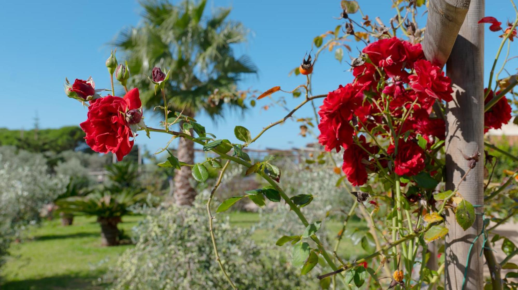 Delle Rose, Hotel & Horse Riding Торе Вадо Екстериор снимка